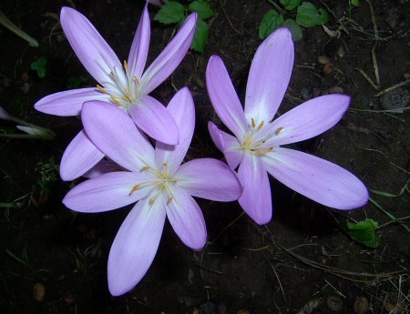A magyar kikerics halványlilás virága