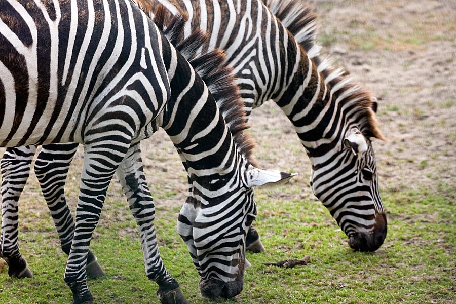 Legelő zebrák 