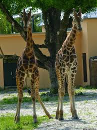 Zsiráfok az eszéki állatkertben 